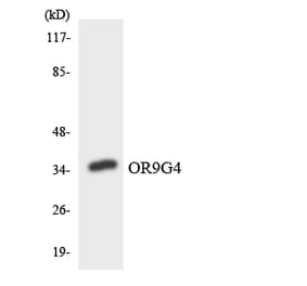 Western Blot - Anti-OR9G4 Antibody (R12-3274) - Antibodies.com