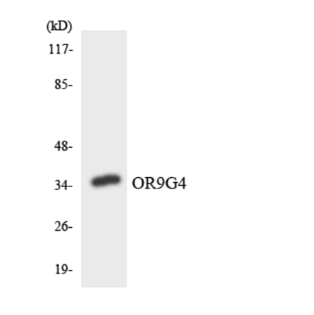 Western Blot - Anti-OR9G4 Antibody (R12-3274) - Antibodies.com