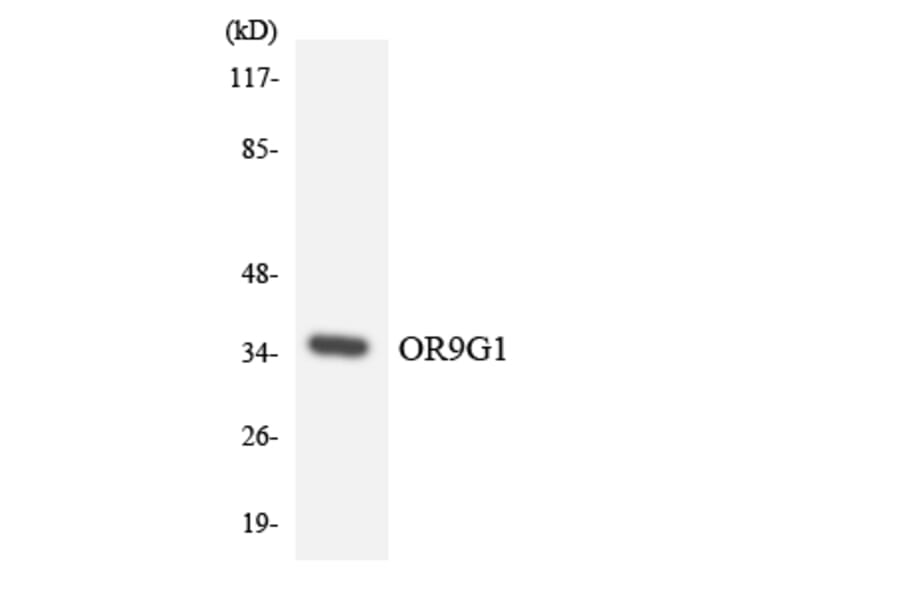 Western Blot - Anti-OR9G1 Antibody (R12-3273) - Antibodies.com