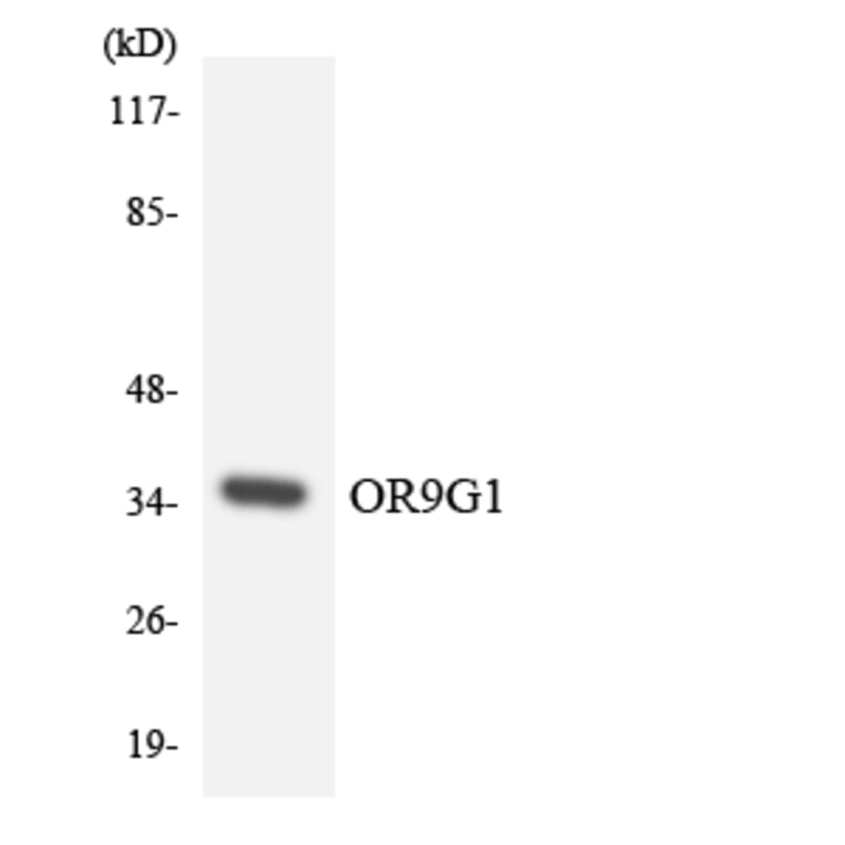 Western Blot - Anti-OR9G1 Antibody (R12-3273) - Antibodies.com