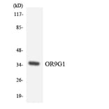 Western Blot - Anti-OR9G1 Antibody (R12-3273) - Antibodies.com