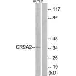 Western Blot - Anti-OR9A2 Antibody (G696) - Antibodies.com