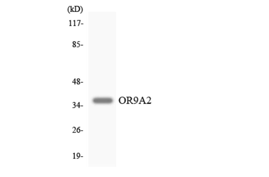 Western Blot - Anti-OR9A2 Antibody (R12-3272) - Antibodies.com