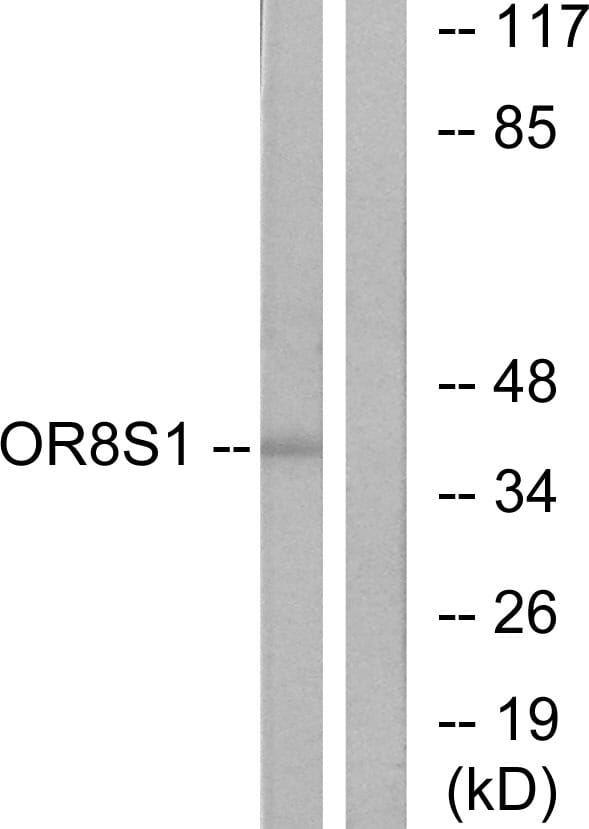 Western blot analysis of lysates from HT-29 cells using Anti-OR8S1 Antibody. The right hand lane represents a negative control, where the antibody is blocked by the immunising peptide.