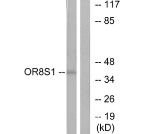 Western Blot - Anti-OR8S1 Antibody (G694) - Antibodies.com