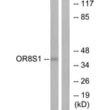 Western Blot - Anti-OR8S1 Antibody (G694) - Antibodies.com