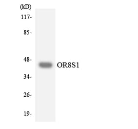 Western Blot - Anti-OR8S1 Antibody (R12-3271) - Antibodies.com