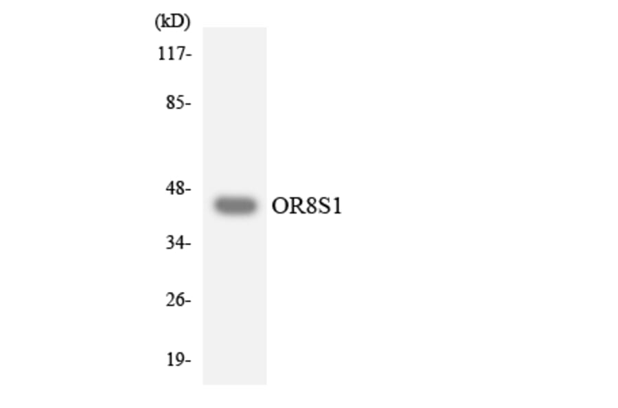 Western Blot - Anti-OR8S1 Antibody (R12-3271) - Antibodies.com