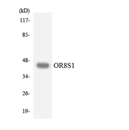 Western Blot - Anti-OR8S1 Antibody (R12-3271) - Antibodies.com