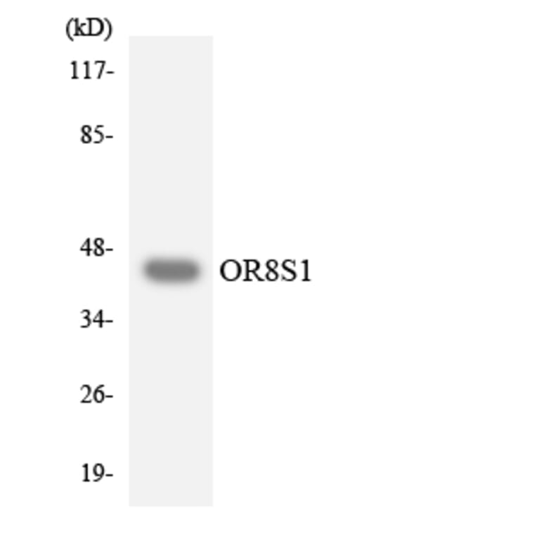 Western Blot - Anti-OR8S1 Antibody (R12-3271) - Antibodies.com