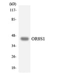 Western Blot - Anti-OR8S1 Antibody (R12-3271) - Antibodies.com