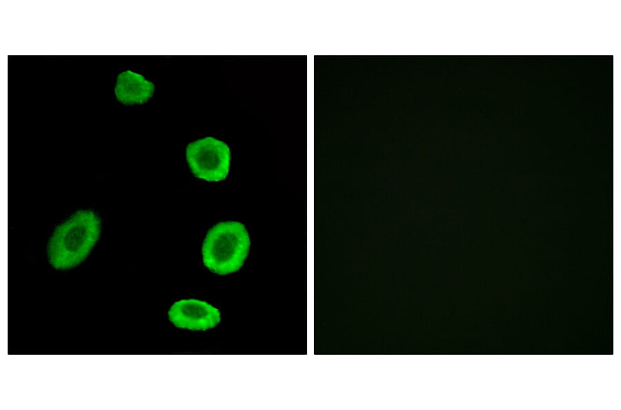 Immunofluorescence - Anti-OR8K1 Antibody (G693) - Antibodies.com
