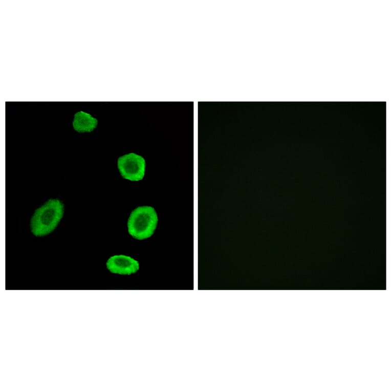 Immunofluorescence - Anti-OR8K1 Antibody (G693) - Antibodies.com