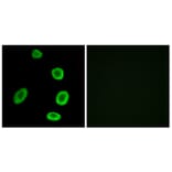 Immunofluorescence - Anti-OR8K1 Antibody (G693) - Antibodies.com