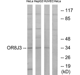 Western Blot - Anti-OR8J3 Antibody (G692) - Antibodies.com