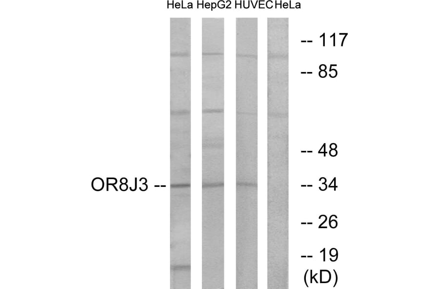 Western Blot - Anti-OR8J3 Antibody (G692) - Antibodies.com