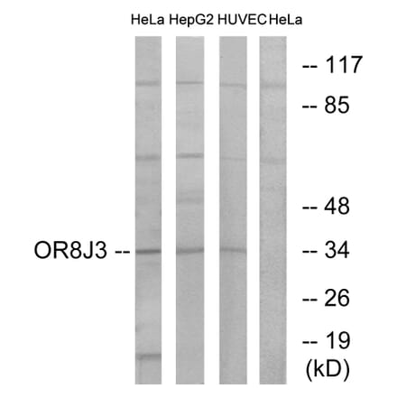 Western Blot - Anti-OR8J3 Antibody (G692) - Antibodies.com