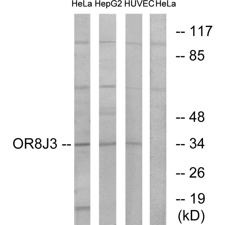 Western Blot - Anti-OR8J3 Antibody (G692) - Antibodies.com