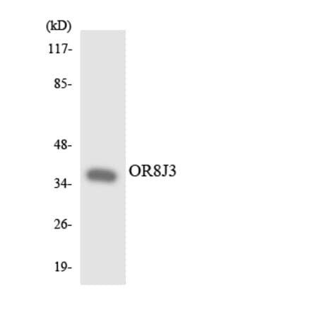 Western Blot - Anti-OR8J3 Antibody (R12-3270) - Antibodies.com