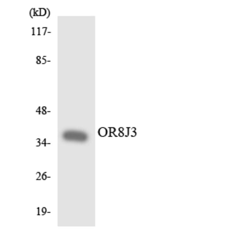 Western Blot - Anti-OR8J3 Antibody (R12-3270) - Antibodies.com