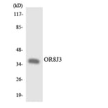 Western Blot - Anti-OR8J3 Antibody (R12-3270) - Antibodies.com