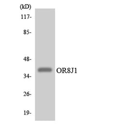 Western Blot - Anti-OR8J1 Antibody (R12-3269) - Antibodies.com