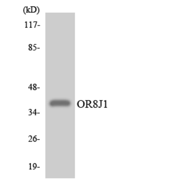 Western Blot - Anti-OR8J1 Antibody (R12-3269) - Antibodies.com