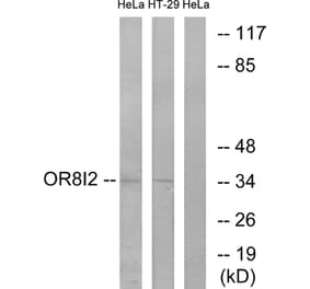 Western Blot - Anti-OR8I2 Antibody (G690) - Antibodies.com