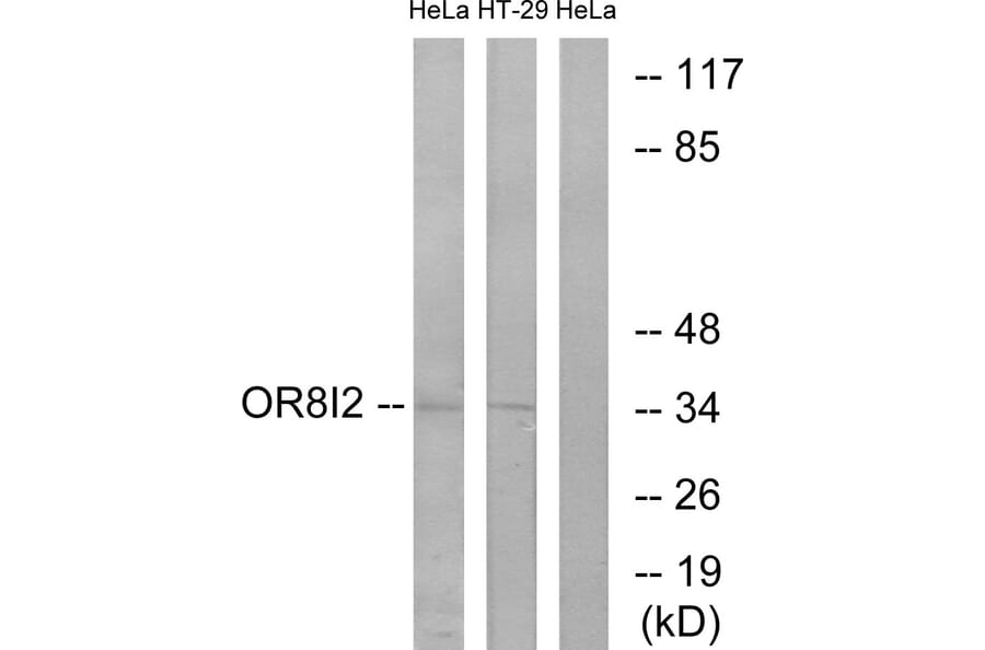 Western Blot - Anti-OR8I2 Antibody (G690) - Antibodies.com