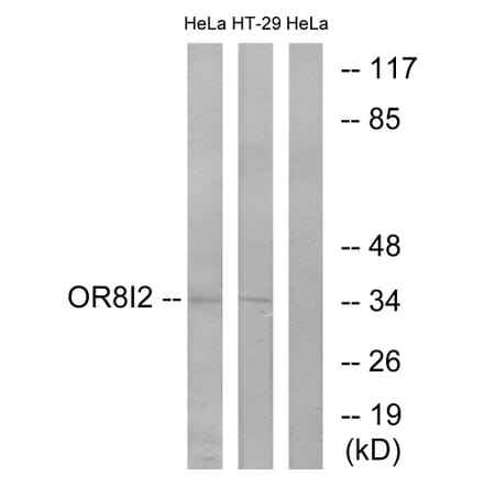Western Blot - Anti-OR8I2 Antibody (G690) - Antibodies.com
