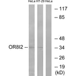 Western Blot - Anti-OR8I2 Antibody (G690) - Antibodies.com