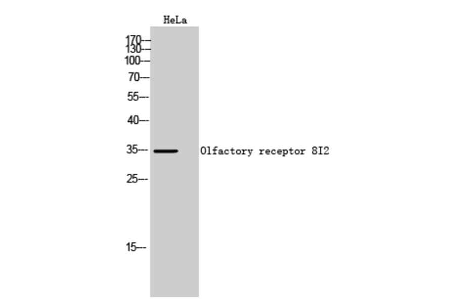 Western Blot - Anti-OR8I2 Antibody (G690) - Antibodies.com