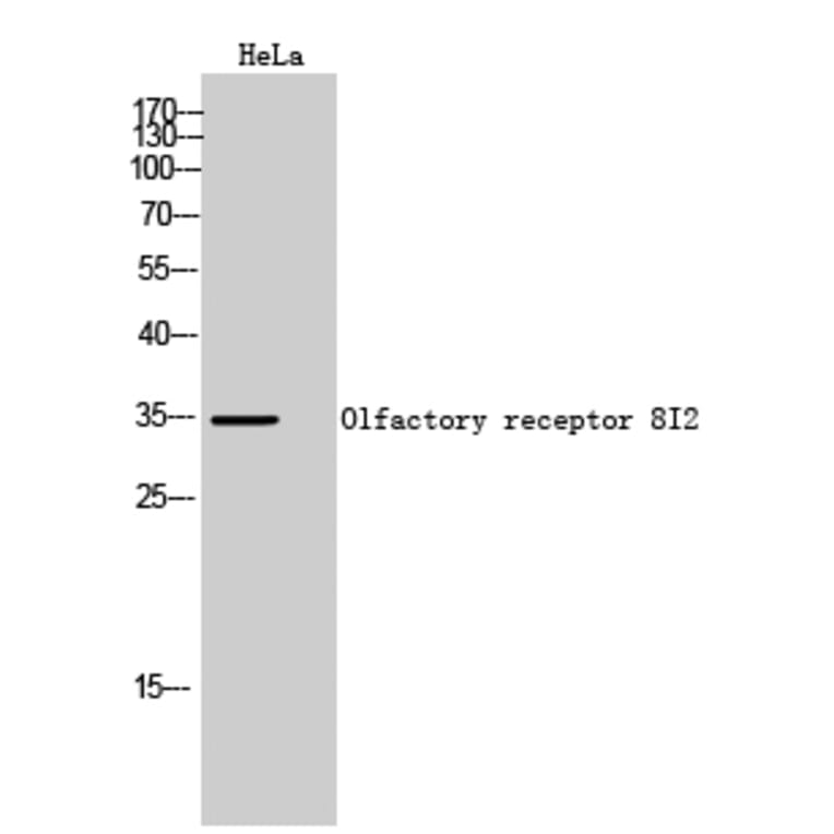Western Blot - Anti-OR8I2 Antibody (G690) - Antibodies.com