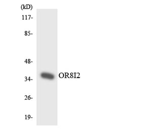Western Blot - Anti-OR8I2 Antibody (R12-3268) - Antibodies.com
