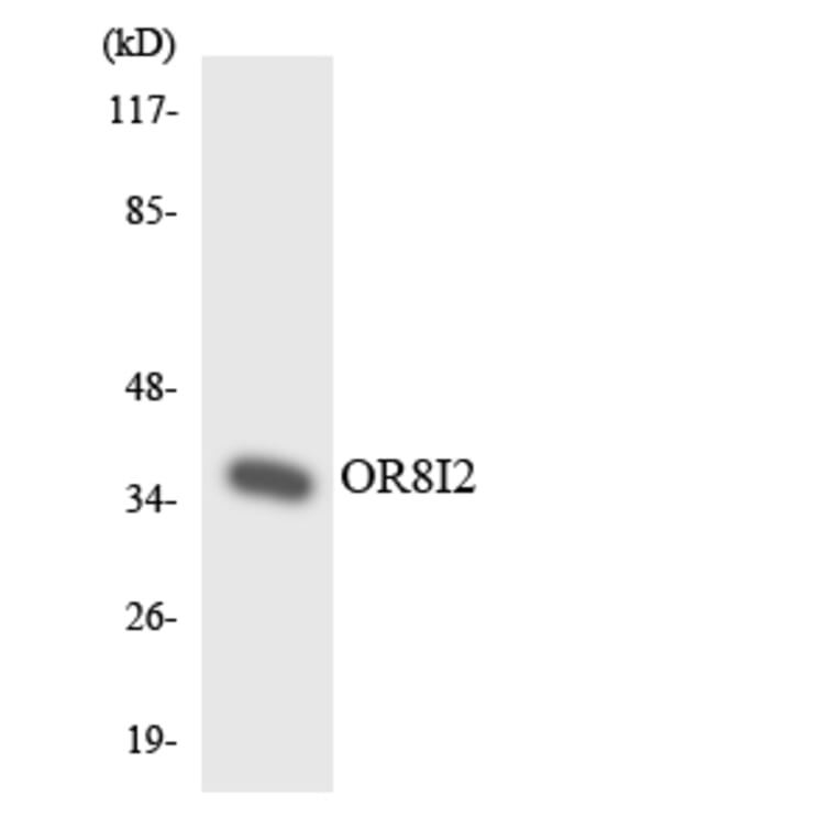 Western Blot - Anti-OR8I2 Antibody (R12-3268) - Antibodies.com