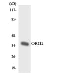 Western Blot - Anti-OR8I2 Antibody (R12-3268) - Antibodies.com