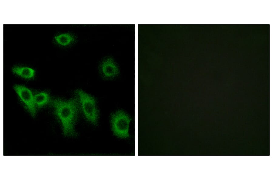 Immunofluorescence - Anti-OR8H3 Antibody (G689) - Antibodies.com