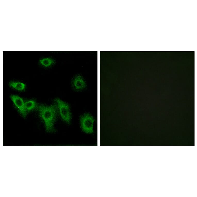 Immunofluorescence - Anti-OR8H3 Antibody (G689) - Antibodies.com