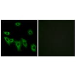 Immunofluorescence - Anti-OR8H3 Antibody (G689) - Antibodies.com