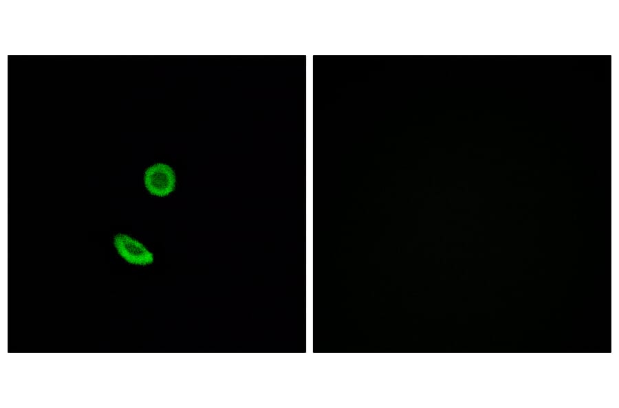 Immunofluorescence - Anti-OR8H2 Antibody (G688) - Antibodies.com