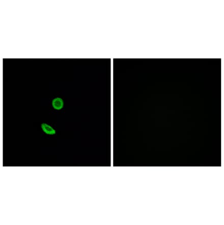 Immunofluorescence - Anti-OR8H2 Antibody (G688) - Antibodies.com