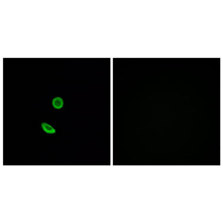 Immunofluorescence - Anti-OR8H2 Antibody (G688) - Antibodies.com