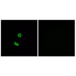 Immunofluorescence - Anti-OR8H2 Antibody (G688) - Antibodies.com
