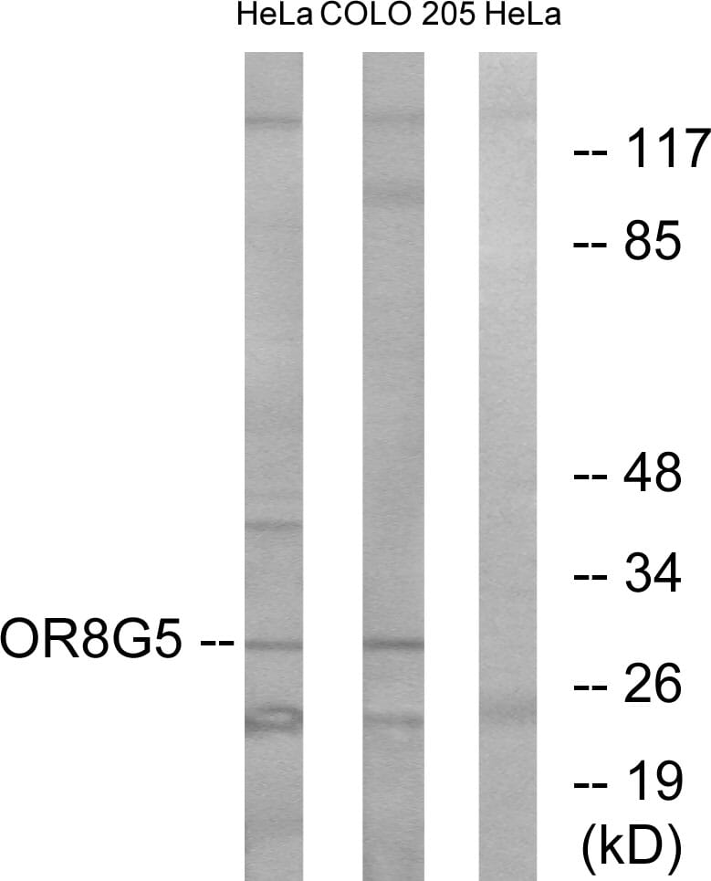 Western blot analysis of lysates from HeLa and COLO cells using Anti-OR8G5 Antibody. The right hand lane represents a negative control, where the antibody is blocked by the immunising peptide.