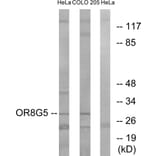 Western Blot - Anti-OR8G5 Antibody (G687) - Antibodies.com