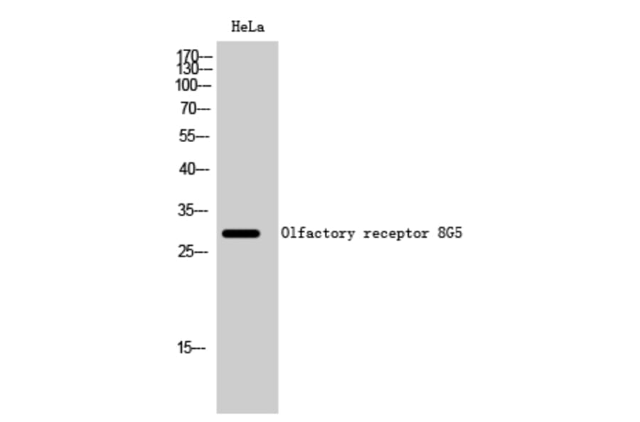 Western Blot - Anti-OR8G5 Antibody (G687) - Antibodies.com