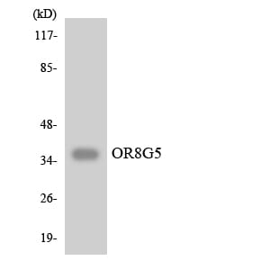 Western blot analysis of the lysates from COLO205 cells using Anti-OR8G5 Antibody.