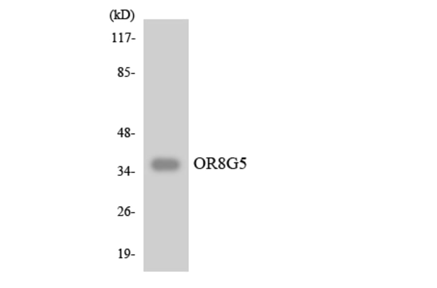 Western Blot - Anti-OR8G5 Antibody (R12-3267) - Antibodies.com