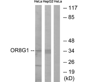 Western Blot - Anti-OR8G1 Antibody (G686) - Antibodies.com