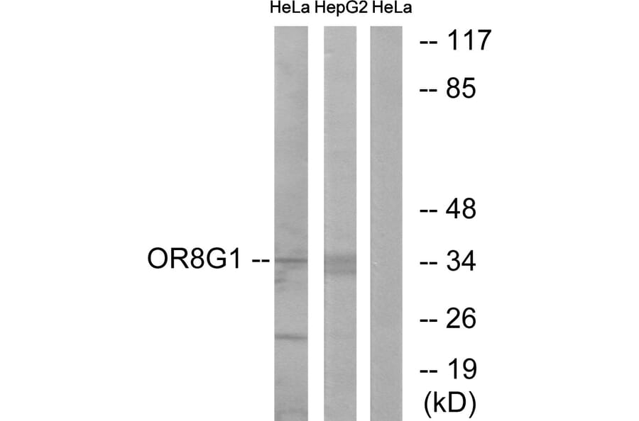 Western Blot - Anti-OR8G1 Antibody (G686) - Antibodies.com